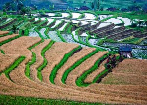 рисовая плантация